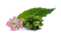 Tobacco Blossom