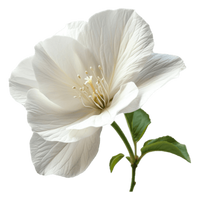 White Musk