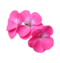 Geranium