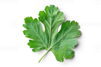 Galbanum