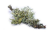 Oakmoss