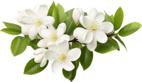 Jasmine