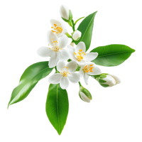Neroli