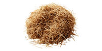 Vetiver