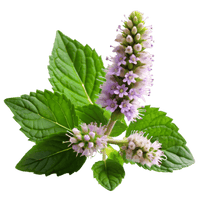 Patchouli