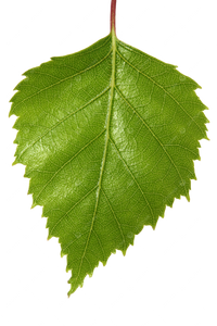 Birch