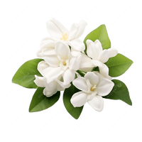 Jasmine Sambac