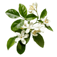 Neroli Essence & Neroli