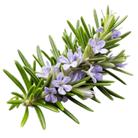 Rosemary