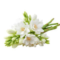 Tuberose