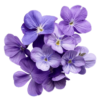 Violet