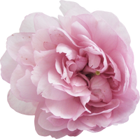 Peony