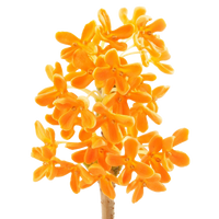 Osmanthus
