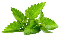 Patchouli
