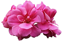 Geranium