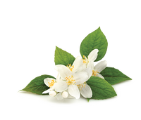 Neroli