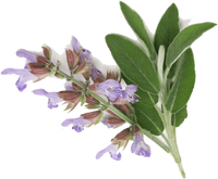 Clary Sage